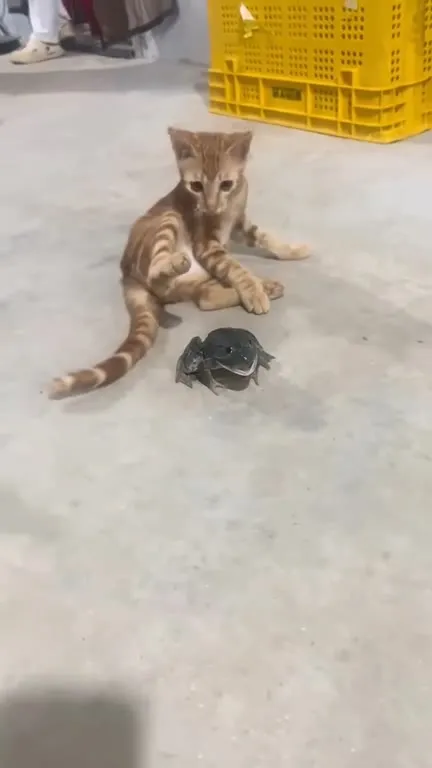 Котёнок испугался лягушки