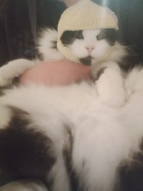 Кот в вязаной шапке