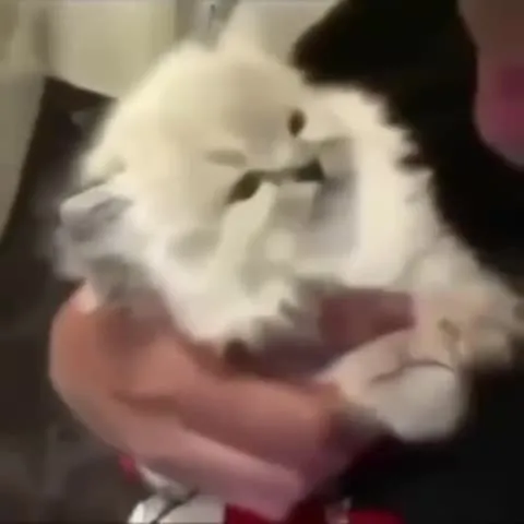 Кота смешно тискают