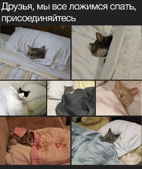 Коты ложатся спать