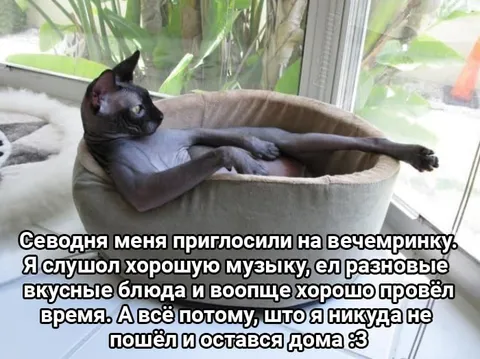 Кот никуда не пошёл