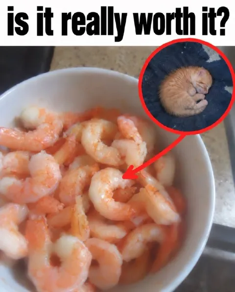 Is It Really Worth It?