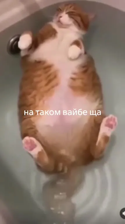 Кот на таком вайбе