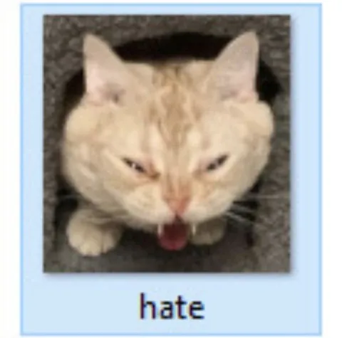 Angry Cat Says Hate