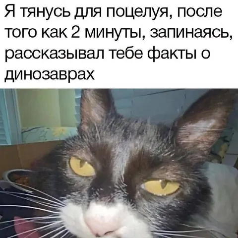 Кот после двух минут разговора