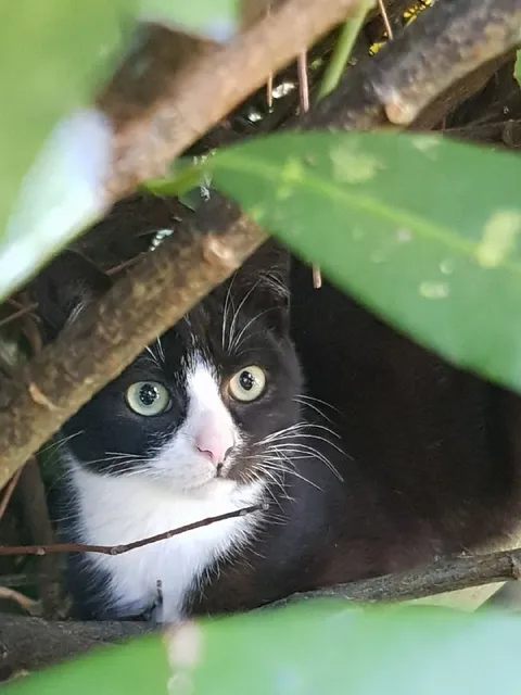 Кот, спрятавшийся в кустах