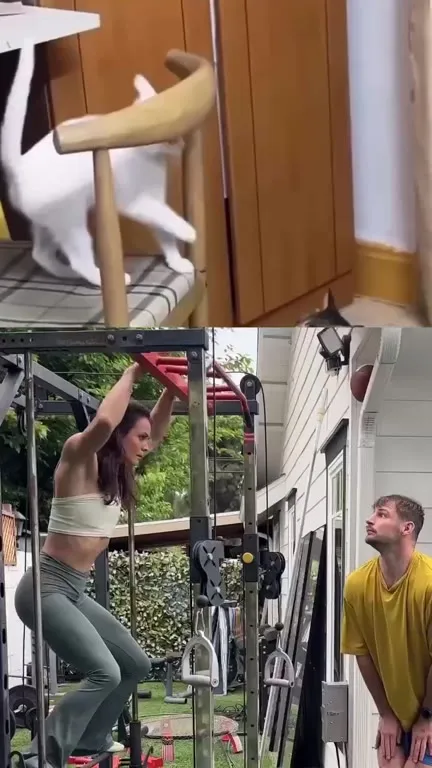 Коты и люди выясняют отношения