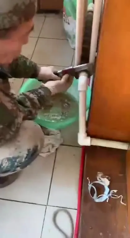 Крыс под трубой