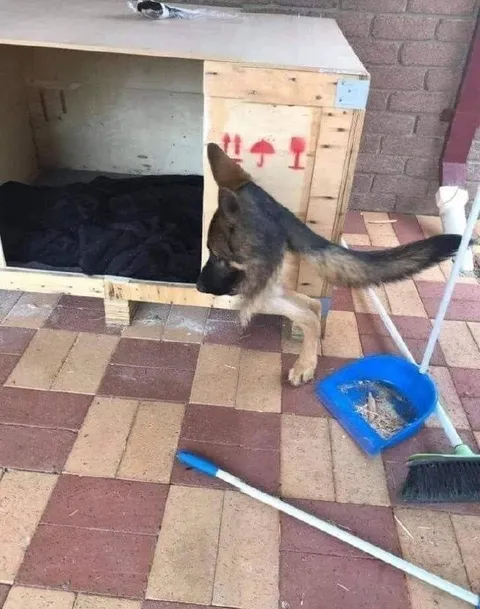 Собака проверяет новую будку