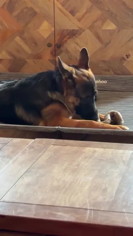 Two Dogs, One Toy