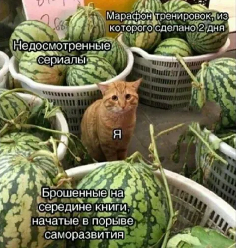 Кот среди незавершённых дел