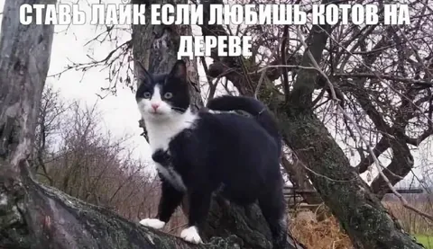 Кот на дереве просит лайк