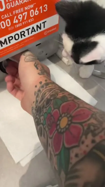 Cat Helps Fix the Washing Machine