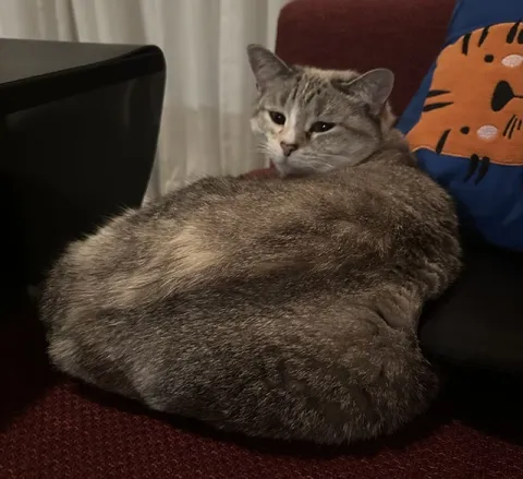 Очень большой недовольный кот