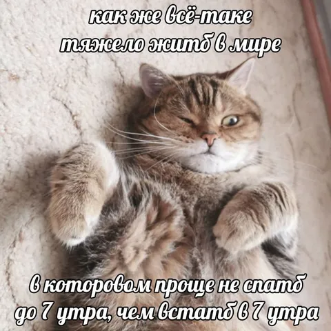 Кот не хочет вставать в семь