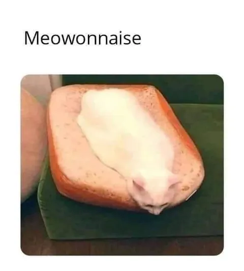 Meowonnaise Cat on Toast