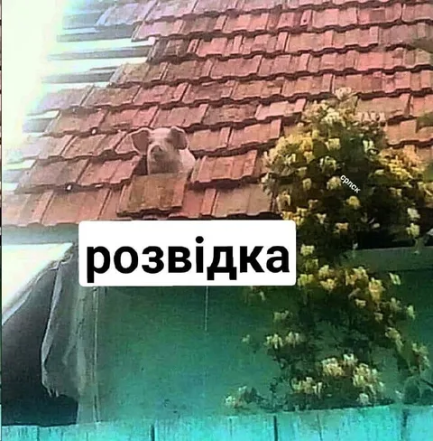 Розвідка на даху