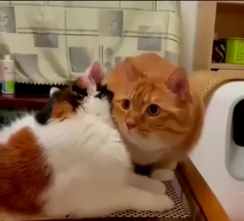 Кошка внезапно даёт лапой