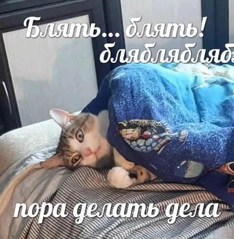 Кот под одеялом вместо дел
