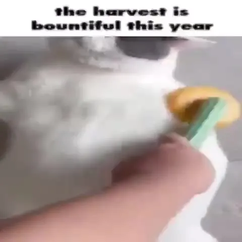 The Harvest Is Bountiful
