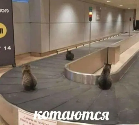 Коты катаются на ленте