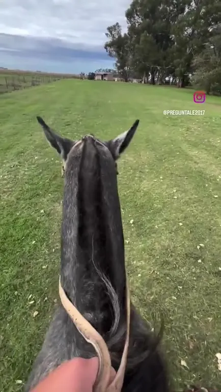 Perro gaucho cabalgando feliz