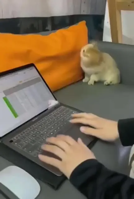 Кот под драм-н-бейс