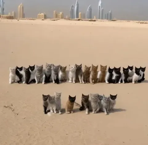 Коты в пустыне на фоне Дубая