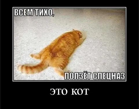 Кот ползёт спецназом