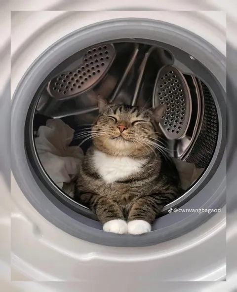 Кот в стиральной машине