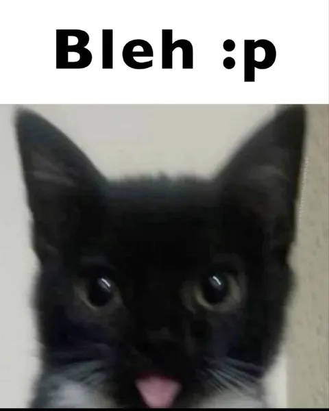 Black Cat Says Bleh