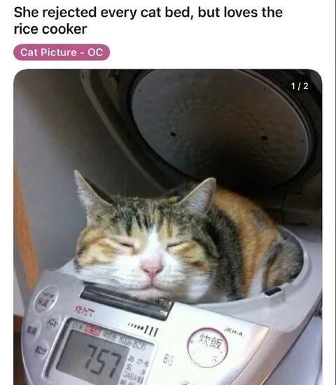 Cat Loves the Rice Cooker