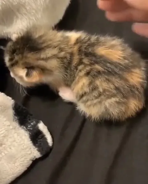 Котёнок убегает от руки