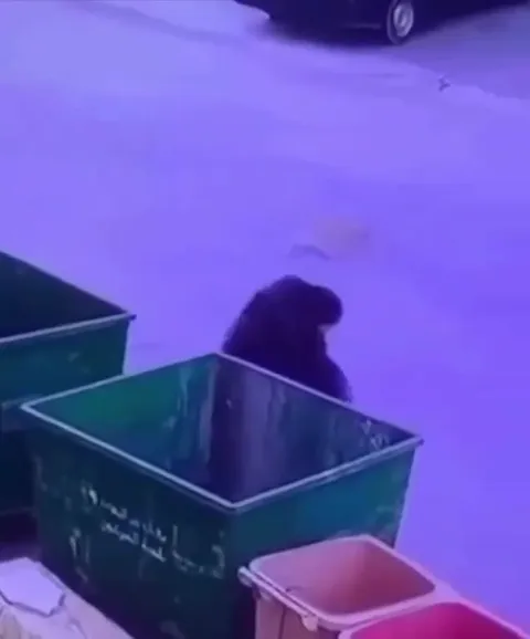 Кошка крадётся мимо мусорных баков