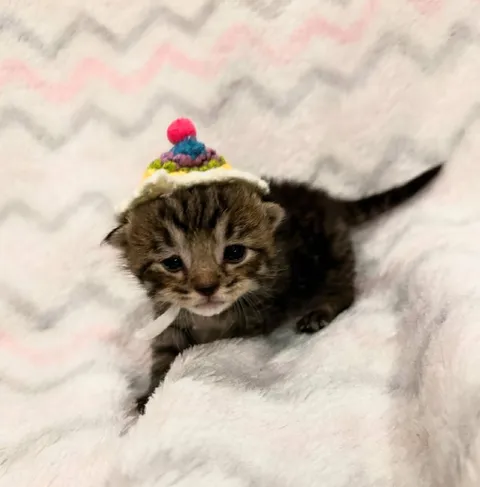 Котёнок в праздничной шапочке