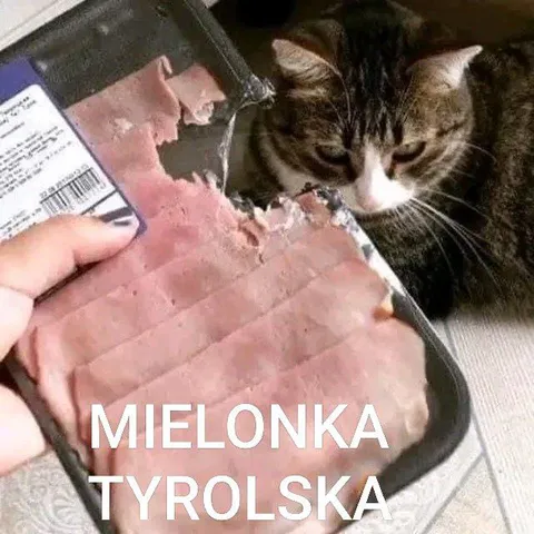 Kot chce mielonkę tyrolską
