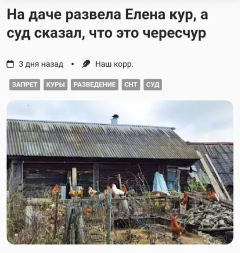 Елена развела слишком много кур