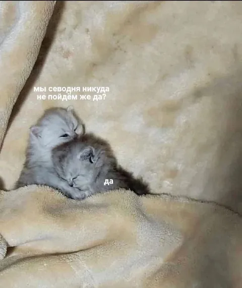 Мы сегодня никуда не пойдём