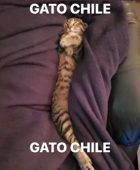 Gato Chile relajado