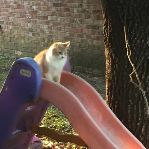 Котёнок на горке
