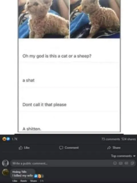 Cat or Sheep