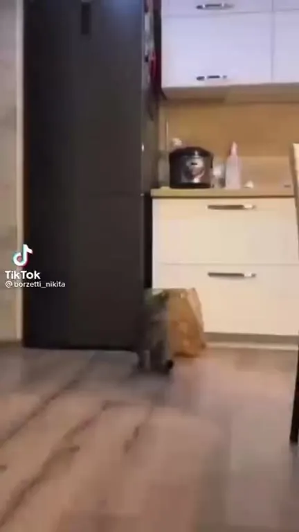 Кот танцует под Freestyler
