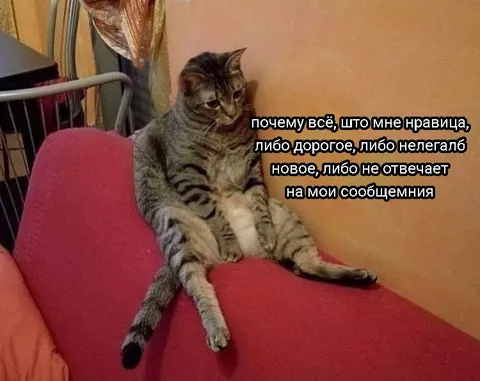 Кот с высокими требованиями