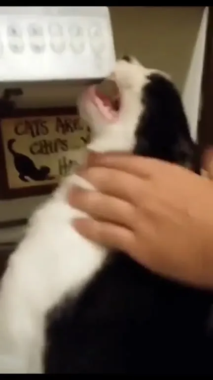 Cat Sings Along to the Music