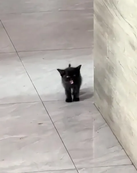 餐厅里的黑色小猫