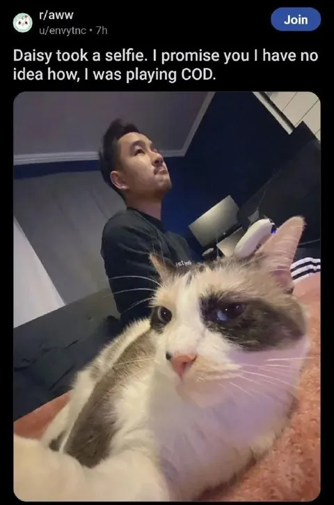 Cat Takes a Selfie While Gaming