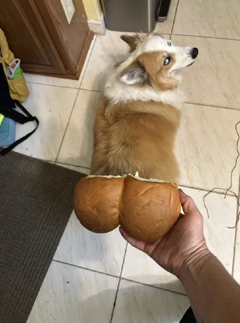 Собака и две булочки