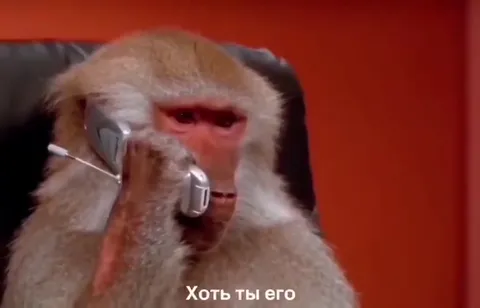 Обезьяна звонит твоему братику