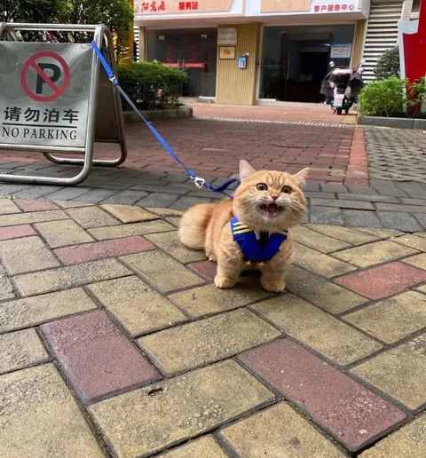 Cat Guarding a No Parking Sign
