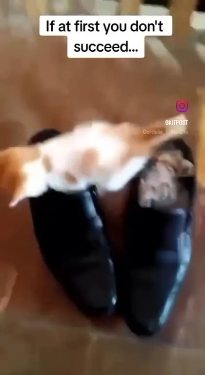 Cats Finally Fit in Loafers